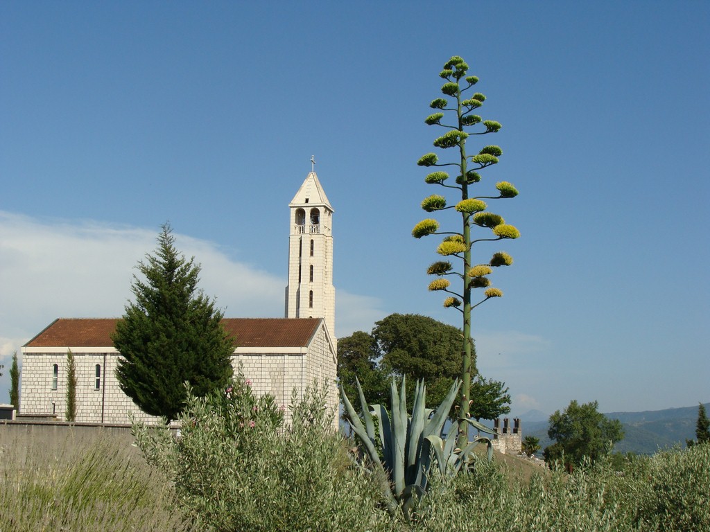 Agava (20)